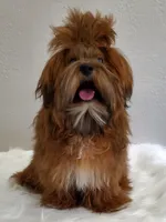 Akc Red video  SOLD , a male Havanese for sale in Olean, NY – 8 of 10