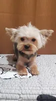 Akc  Blue Bee , a male Yorkshire Terrier for sale in Olean, NY – 2 of 6