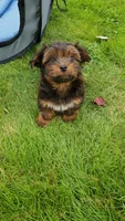 Akc Fire , a male Havanese for sale in Olean, NY – 9 of 10