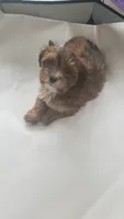 On Hold Akc Red watch video , a male Havanese for sale in Olean, NY – 7 of 9