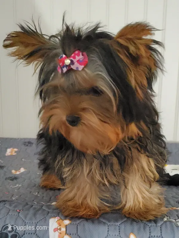 Akc Twinky  – Yorkshire Terrier puppy for sale in Olean, NY
