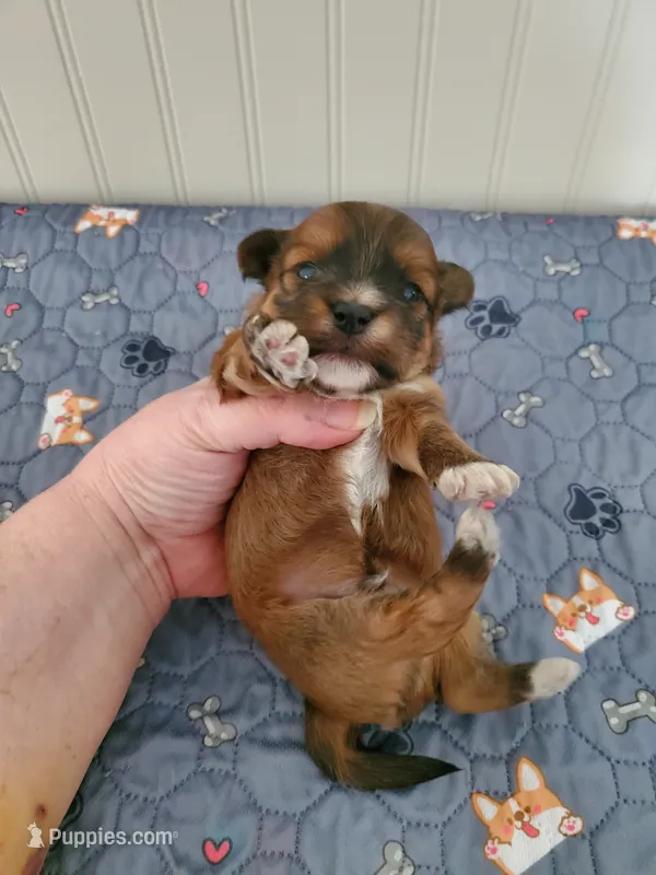 Akc Dark Red Football  – Havanese puppy for sale in Olean, NY
