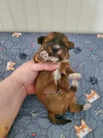 Akc Red Football , a male Havanese for sale in Olean, NY – 2 of 6