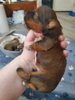 Deep Horizons Red Akc Ch. Grt. Grandsire  , a male Havanese for sale in Olean, NY – 7 of 9
