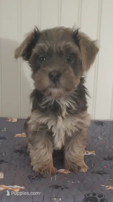 Havanese + Yorkie  Aka Havashire.  – Havanese puppy for sale in Olean, NY