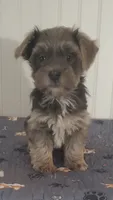 Havanese + Yorkie  Aka Havashire. , a male Havanese for sale in Olean, NY – 3 of 4