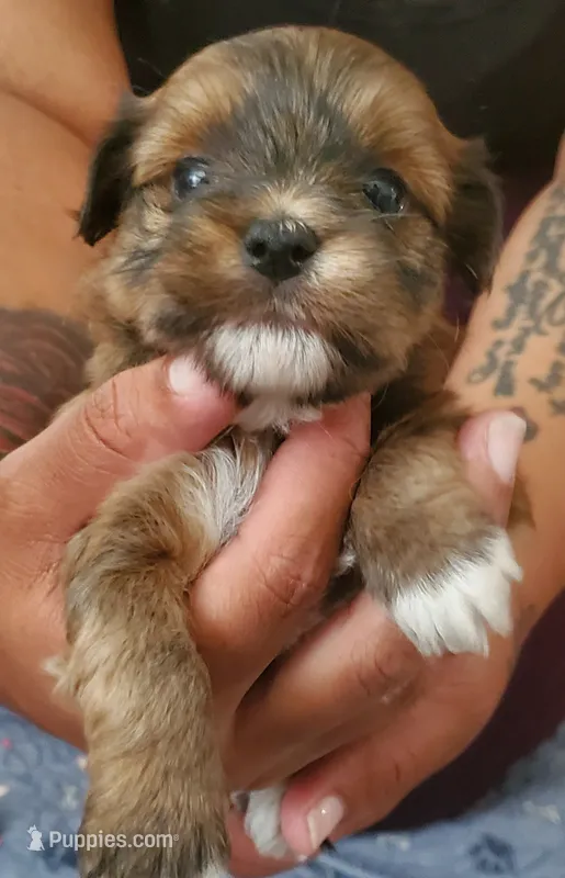 Akc Dark Red Football  – Havanese puppy for sale in Olean, NY