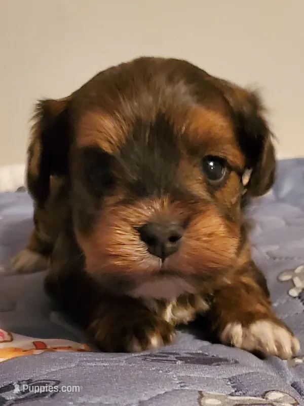 Akc Ch.Grt.GrSire Spice