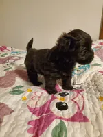 Black Cherry Havapoo , a female Havapoo for sale in Olean, NY – 9 of 10