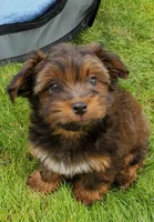 Akc Fire , a male Havanese for sale in Olean, NY – 1 of 10
