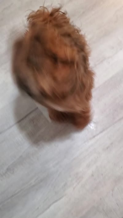 Akc championlines Red puppies coming soon , a  Havanese for sale in Olean, NY – 10 of 10