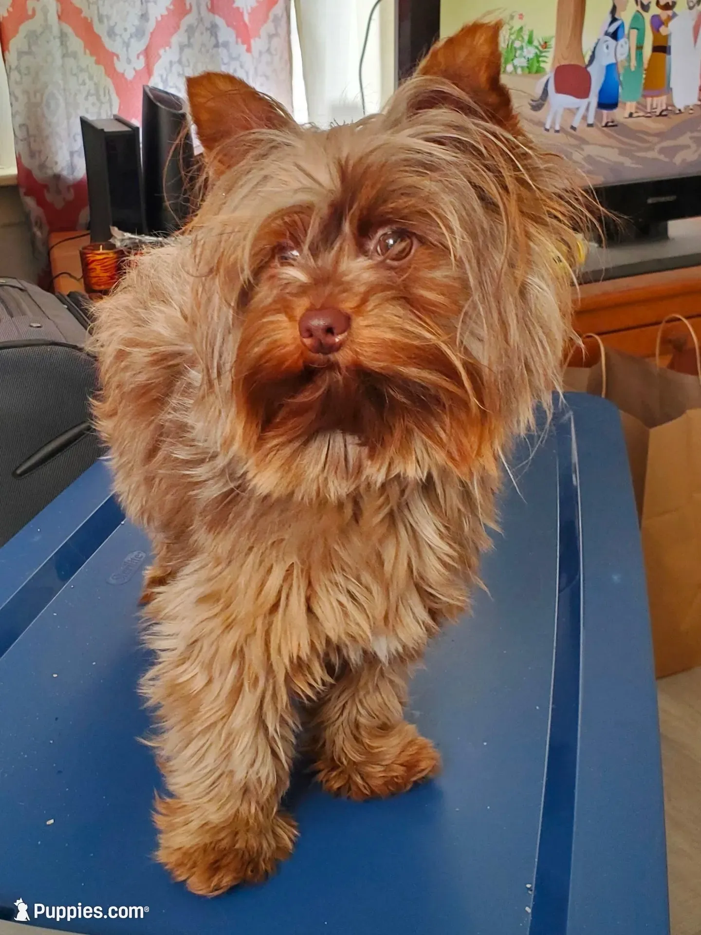 Chocolate Merle 6.5lbs , a male Yorkshire Terrier for sale in Olean, NY – 9 of 9