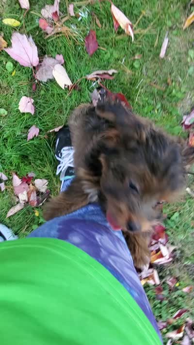 Akc small toy  Red Chocolate Sable , a male Havanese for sale in Olean, NY – 7 of 7