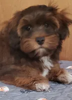Akc Ch.Grt. Gr.Sr. Red Sable , a male Havanese for sale in Olean, NY – 3 of 8