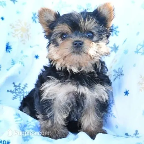 Akc Pebbles 2lbs 12 ounces , a female Yorkshire Terrier for sale in Olean, NY – 1 of 3