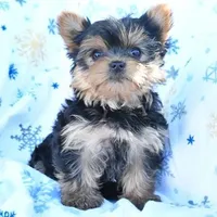 Akc Pebbles 2lbs 12 ounces , a female Yorkshire Terrier for sale in Olean, NY – 1 of 3