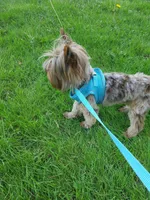 Fathers Day Special Chocolate Merle $950.00, a male Yorkshire Terrier for sale in Olean, NY – 6 of 9