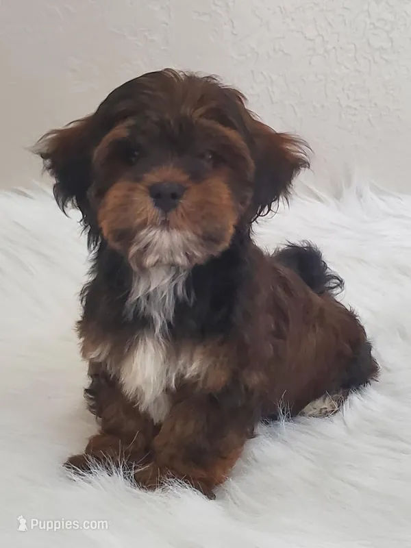 Akc Ch.Grt.Gr.Sire  Red – Havanese puppy for sale in Olean, NY