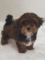 Akc Ch.Grt.Gr.Sire  Red, a male Havanese for sale in Olean, NY – Photo 8 of 8