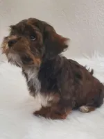 Akc Ch.Grt.Gr.Sire  Red, a male Havanese for sale in Olean, NY – Photo 4 of 8