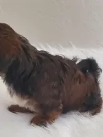 Akc Ch.Grt.Gr.Sire  Red, a male Havanese for sale in Olean, NY – Photo 2 of 8