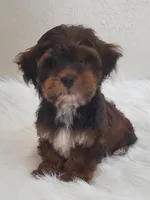 Akc Ch.Grt.Gr.Sire  Red, a male Havanese for sale in Olean, NY – Photo 6 of 8