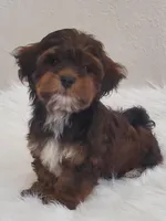 Akc Ch.Grt.Gr.Sire  Red, a male Havanese for sale in Olean, NY – Photo 1 of 8