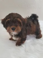 Akc Ch.Grt.Gr.Sire  Red, a male Havanese for sale in Olean, NY – Photo 7 of 8