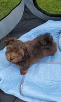 Akc Fire , a male Havanese for sale in Olean, NY – 6 of 10
