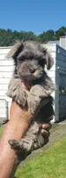 Havanese + Yorkie  watch video , a male Havanese for sale in Olean, NY – 3 of 4