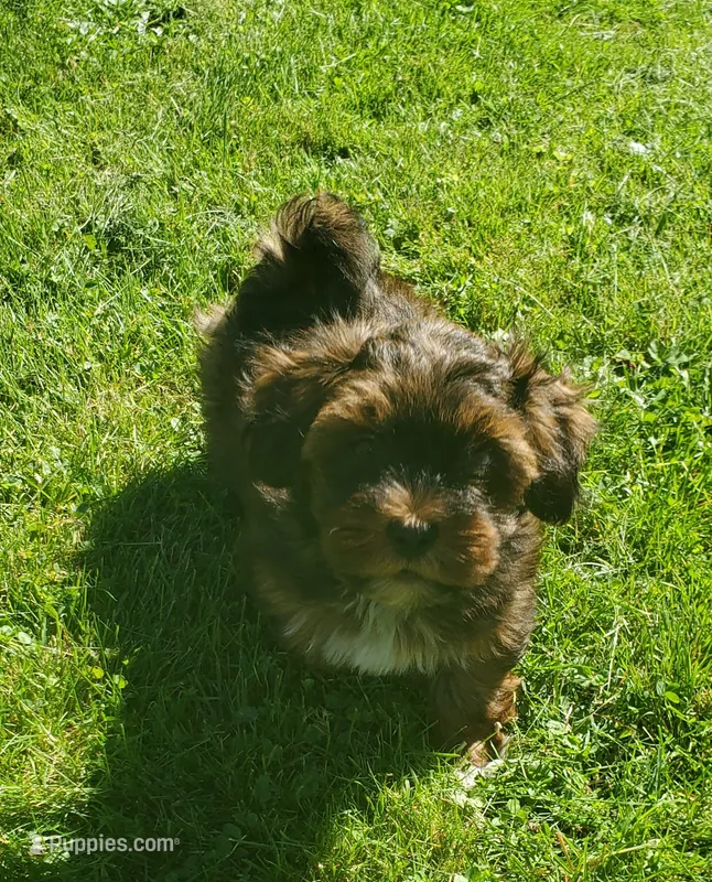 Akc Dark Red Flame Watch Video  – Havanese puppy for sale in Olean, NY