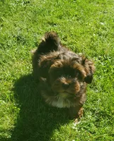 Akc Dark Red , a male Havanese for sale in Olean, NY – 1 of 10