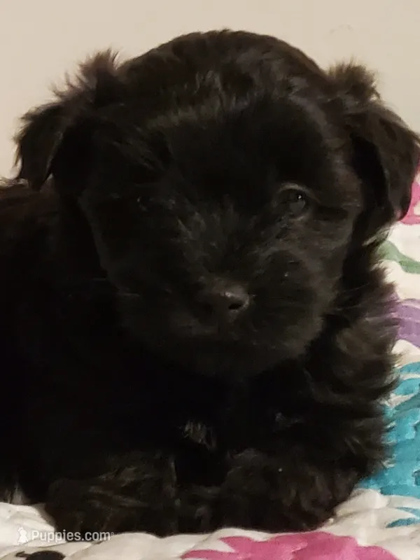 Black Cherry Havapoo  – Havapoo puppy for sale in Olean, NY