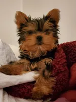 Akc pebbles , a female Yorkshire Terrier for sale in Olean, NY – 5 of 7