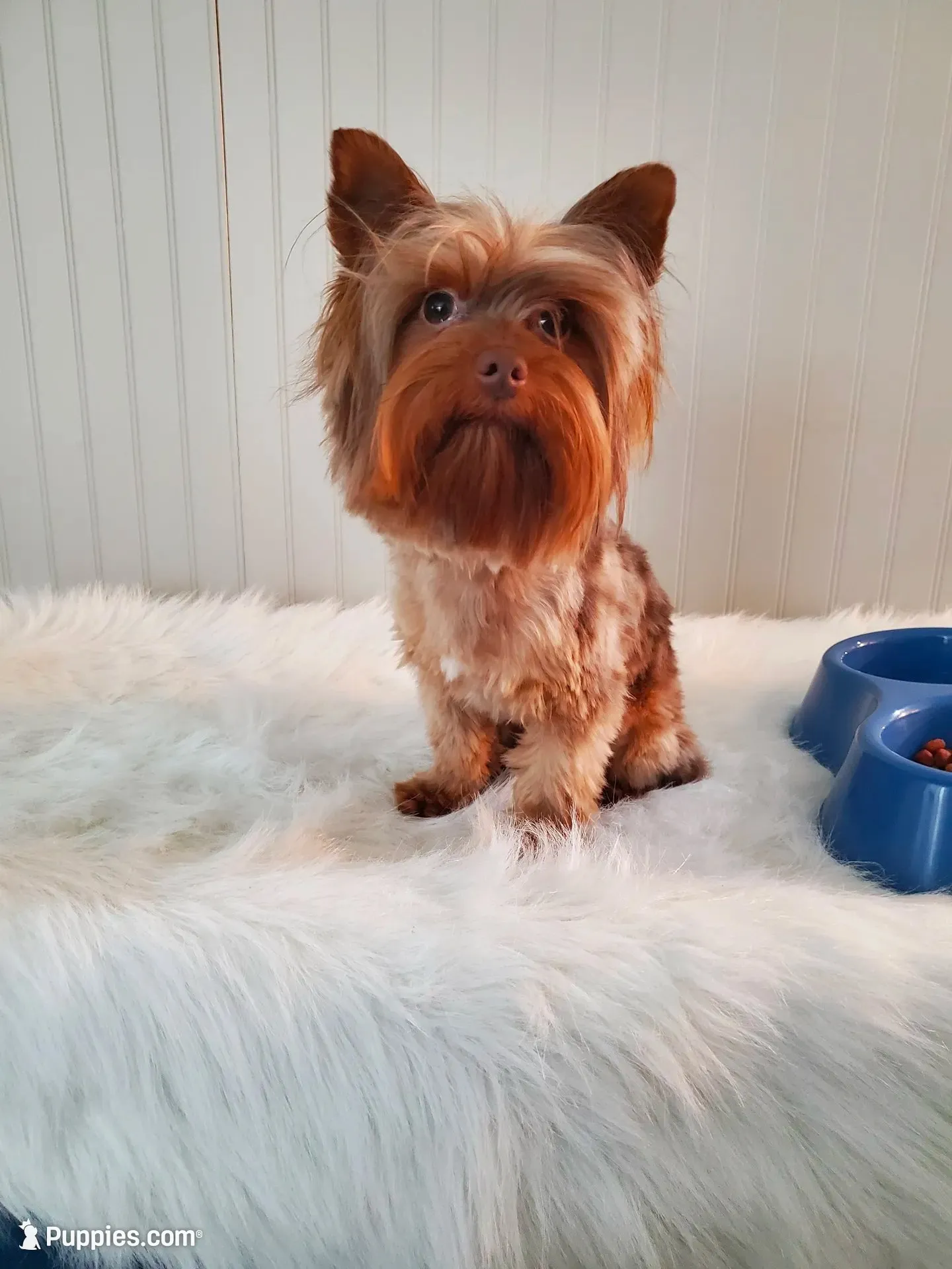 Chocolate Merle 6.5lbs , a male Yorkshire Terrier for sale in Olean, NY – 7 of 9
