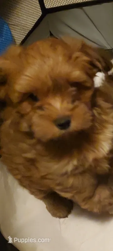 Akc Red Popsicle  – Havanese puppy for sale in Olean, NY