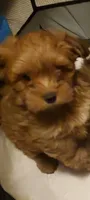 Akc Red Popsicle , a male Havanese for sale in Olean, NY – 2 of 9