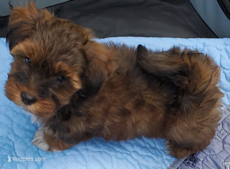 Akc Dark Red Flame Watch Video  – Havanese puppy for sale in Olean, NY