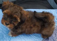 Akc Dark Red Flame Watch Video , a male Havanese for sale in Olean, NY – 1 of 10