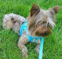 Chocolate Merle , a male Yorkshire Terrier for sale in Olean, NY – 4 of 6