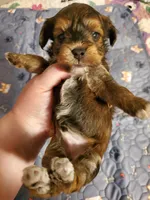 Akc ChGrCh Pedigree Reds , a  Havanese for sale in Olean, NY – 9 of 10