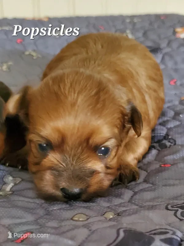 Akc  Red Popsicle – Havanese puppy for sale in Olean, NY