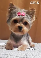 Akc 25 KARATE GOLD , a female Yorkshire Terrier for sale in Olean, NY – 5 of 9
