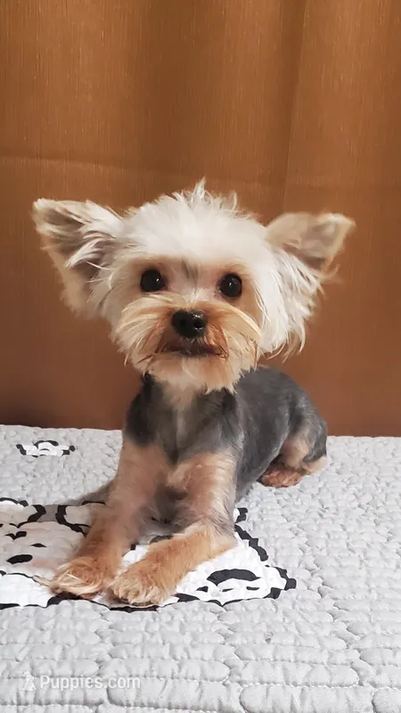 Akc  Blue Bee ON HOLD  Read Whole Add  – Yorkshire Terrier puppy for sale in Olean, NY