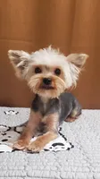 Akc  Blue Bee , a male Yorkshire Terrier for sale in Olean, NY – 4 of 6