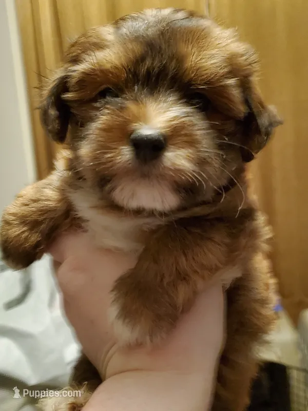 On Hold Akc Red Football  – Havanese puppy for sale in Olean, NY