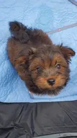 Akc Fire , a male Havanese for sale in Olean, NY – 8 of 10