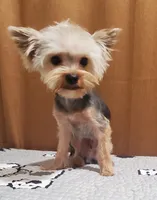 Akc  Blue Bee , a male Yorkshire Terrier for sale in Olean, NY – 3 of 6