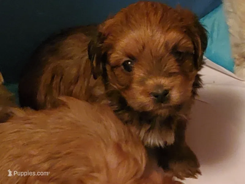 Akc ChGrCh Pedigree Reds  – Havanese puppy for sale in Olean, NY