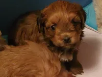 Akc ChGrCh Pedigree Reds , a  Havanese for sale in Olean, NY – 1 of 10